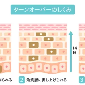 肌が生まれ変わる周期のサムネイル